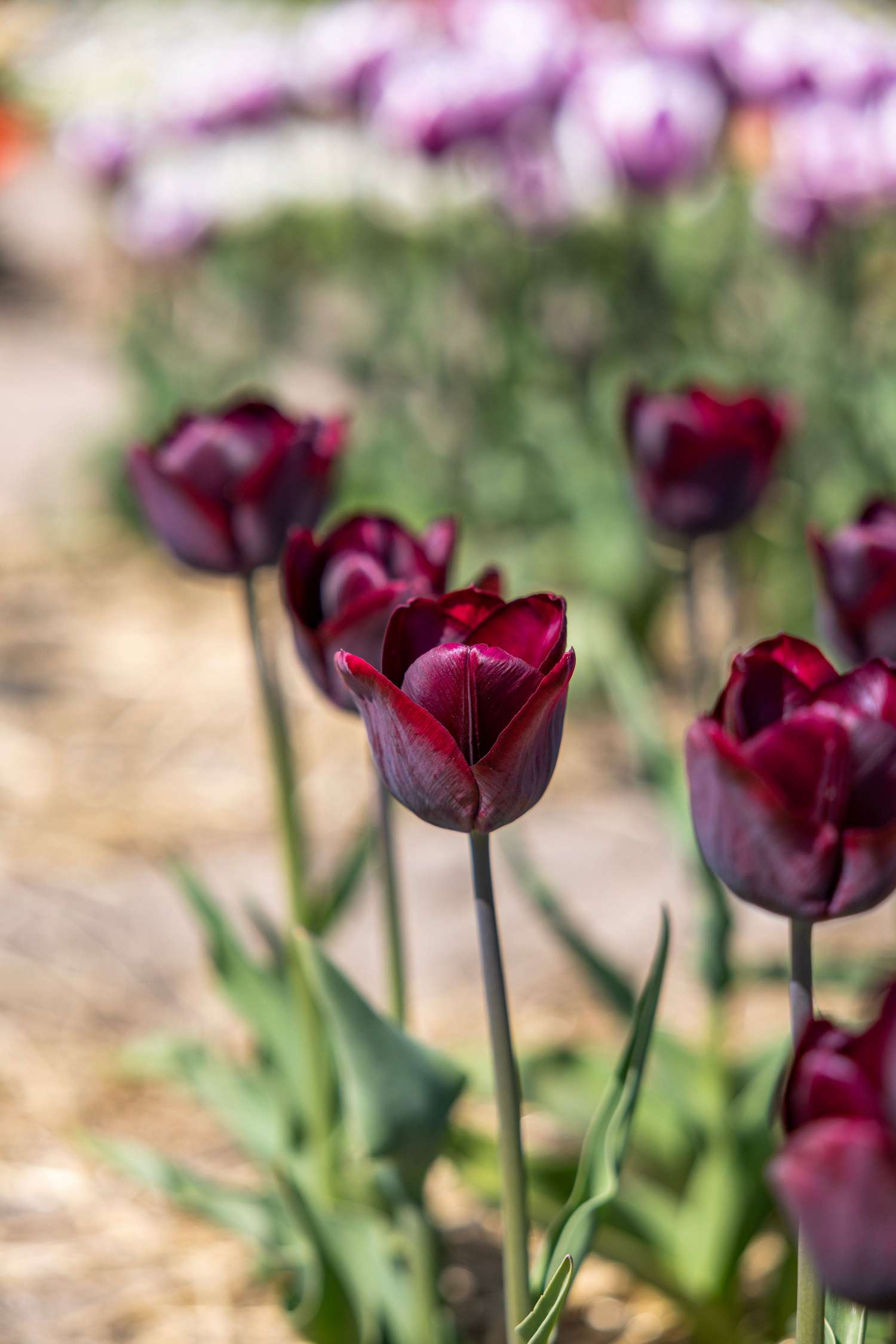 Tulipe 'Ronaldo'